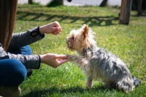 Natural Remedies for Dog Health & Dog Training