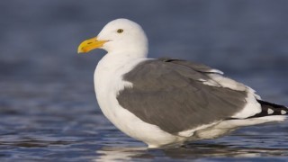 Photographing Birds in the Wild