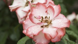 Photographing Flowers