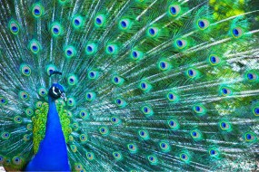 Understanding and Teaching Evolution - Online Course