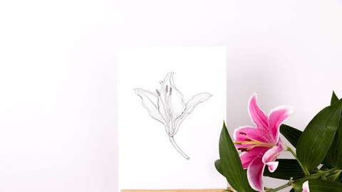 Botanical Illustration in Pen and Ink – Kew Online Course