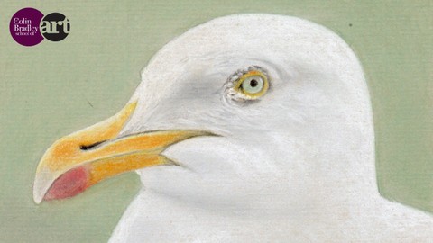 Free Tutorial - Draw a Simple Seagull using Pastel Pencils for Beginners