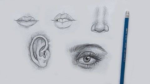Free Tutorial - Fundamentals of Drawing: Facial Anatomy Essentials