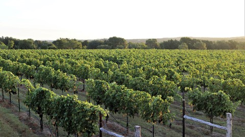 Vine Into Wine, Part 1