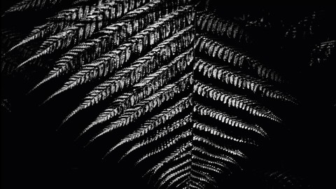 Trauma-Informed Mindfulness Practitioner