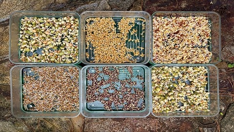 Easy Sprouting!