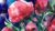 Beautiful Peony. Watercolor and grafic.