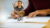 Becoming Agile Business Analyst – AAC IIBA Certification