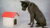 Business Analysis: Eliciting Nonfunctional Requirements