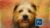 Digital Pet Paintings Using Photoshop