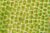 Diploma in Plant Cell Bioprocessing