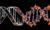 DNA: Biology’s Genetic Code