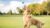 Dog Photography: Sit, Stay, Click