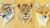 Draw Wild Animals using Pastel Pencils Volume 2