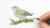 Drawing a Tennessee Warbler in Colored Pencil
