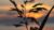 Dusk imagery Cont’d
