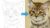 Free Colored Pencil Drawing Tutorial – Draw a Kitten using Pastel Pencils