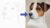 Free Drawing Tutorial – Draw a Jack Russell using Pastel Pencils