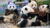 Free Python Tutorial – Python Pandas For Your Grandpa