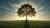 Free Resilience Tutorial – Building Quiet Resilience in Everyday Life