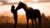Free Tutorial – Set-up a Successful Equine Facilitated Clinic : Masterclass