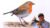Free Watercolor Painting Tutorial – How to Paint a Realistic Robin Bird in Watercolour