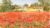 Free Watercolor Painting Tutorial – Watercolor painting with Master step-by-step: Poppy field
