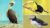 How To Draw Birds Vol 2 – Puffin, Pelican & Toucan