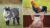 How To Draw Farm Animals Vol 1 – Pig, Rooster and Pygmy Goat