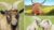 How to Draw Farm Animals Vol 2 – Cow, Goat and Lambs