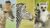 How To Draw Wild Animals Vol 3 – Zebra, Giraffe and Lemur