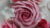 How to make sugar craft roses