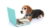 How To Start Your Own Pet Business