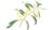 Introduction to Botanical Art – Acacia, or Golden Wattle