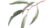 Introduction to Botanical Art – Eucalyptus Leaves
