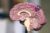 Introduction to Psychiatry