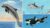 Learn To Draw Sea Life – Dolphin, Shark and Killer Whale