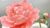 Making a Gum Paste Peony!