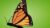 Monarch Butterfly 2.0