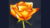 Paint a Watercolor Rose – Watercolor Painting for Beginners