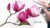 Paint Realistic Watercolour and Botanicals – MAGNOLIAS
