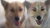 Painting a Dog