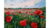 Painting a poppy field with oil and a palette knife