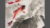 Relax with Brush Painting – Fish