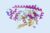Structure of Proteins