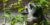Studying mammals: Life in the trees