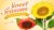 Sweet Seasons: Summer Sunflower