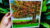 Tree Texture Painting- Acrylic Medium