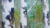 Trees in Watercolours