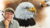 Watercolor Painting Class – Bald Eagle